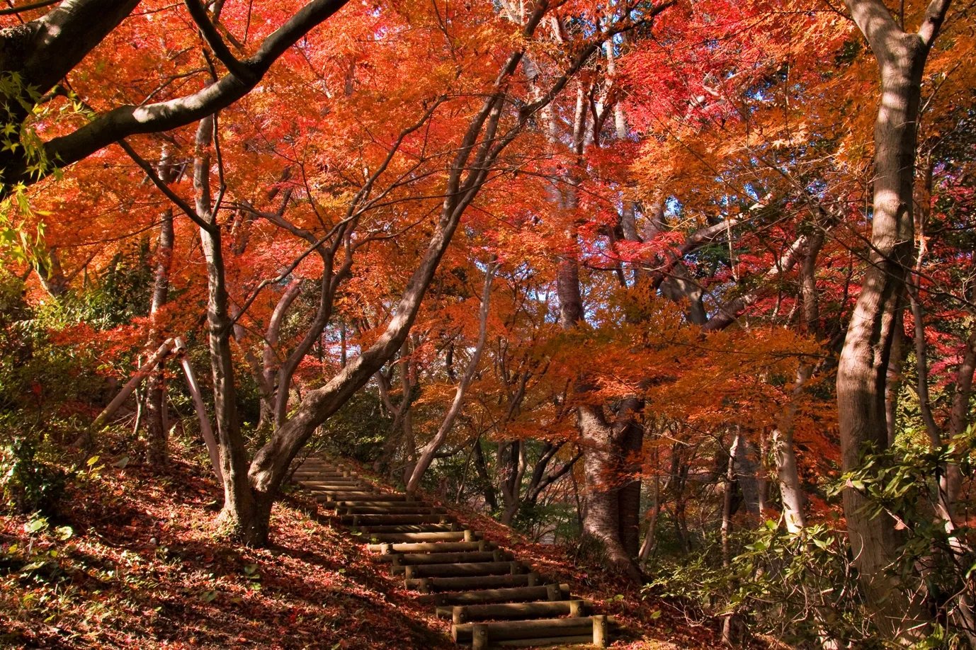 🌳 시라노에 식물공원 이미지 9